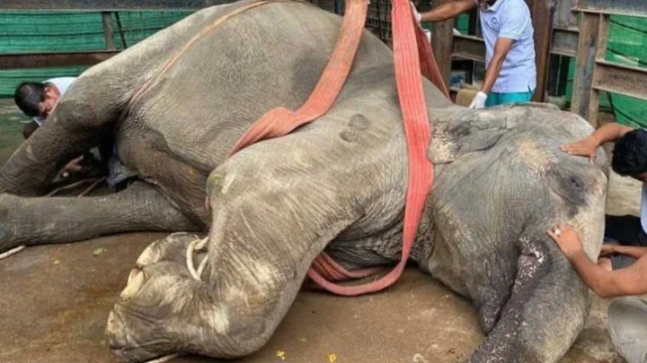গাজীপুর সাফারি পার্কে একদিনের ব্যবধানে দুই হাতির মৃত্যু