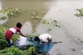 বারনই নদীতে হঠাৎ ভেসে উঠল বিপুল পরিমাণ মাছ, খতিয়ে দেখার দাবি