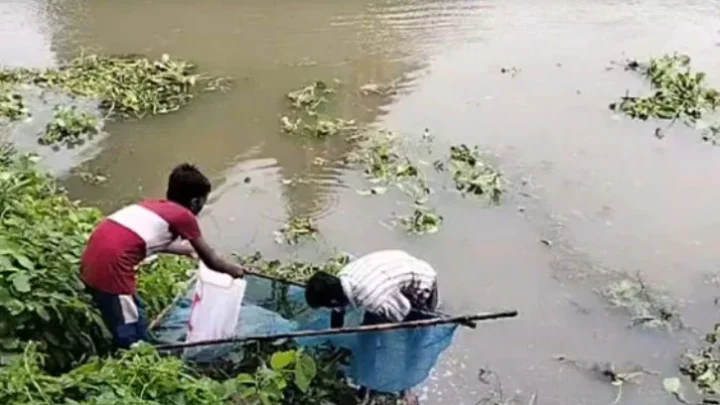 বারনই নদীতে হঠাৎ ভেসে উঠল বিপুল পরিমাণ মাছ, খতিয়ে দেখার দাবি